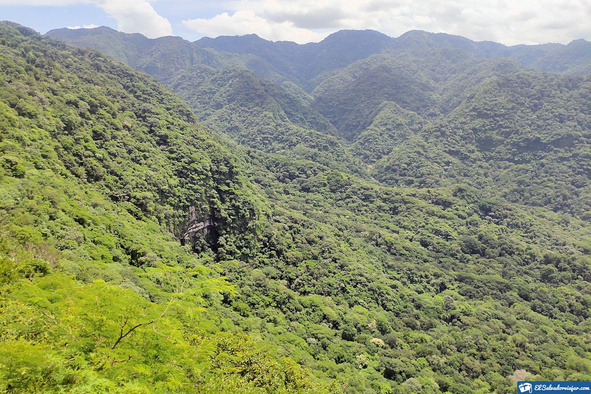 Vegetation in El Imposible National Park.