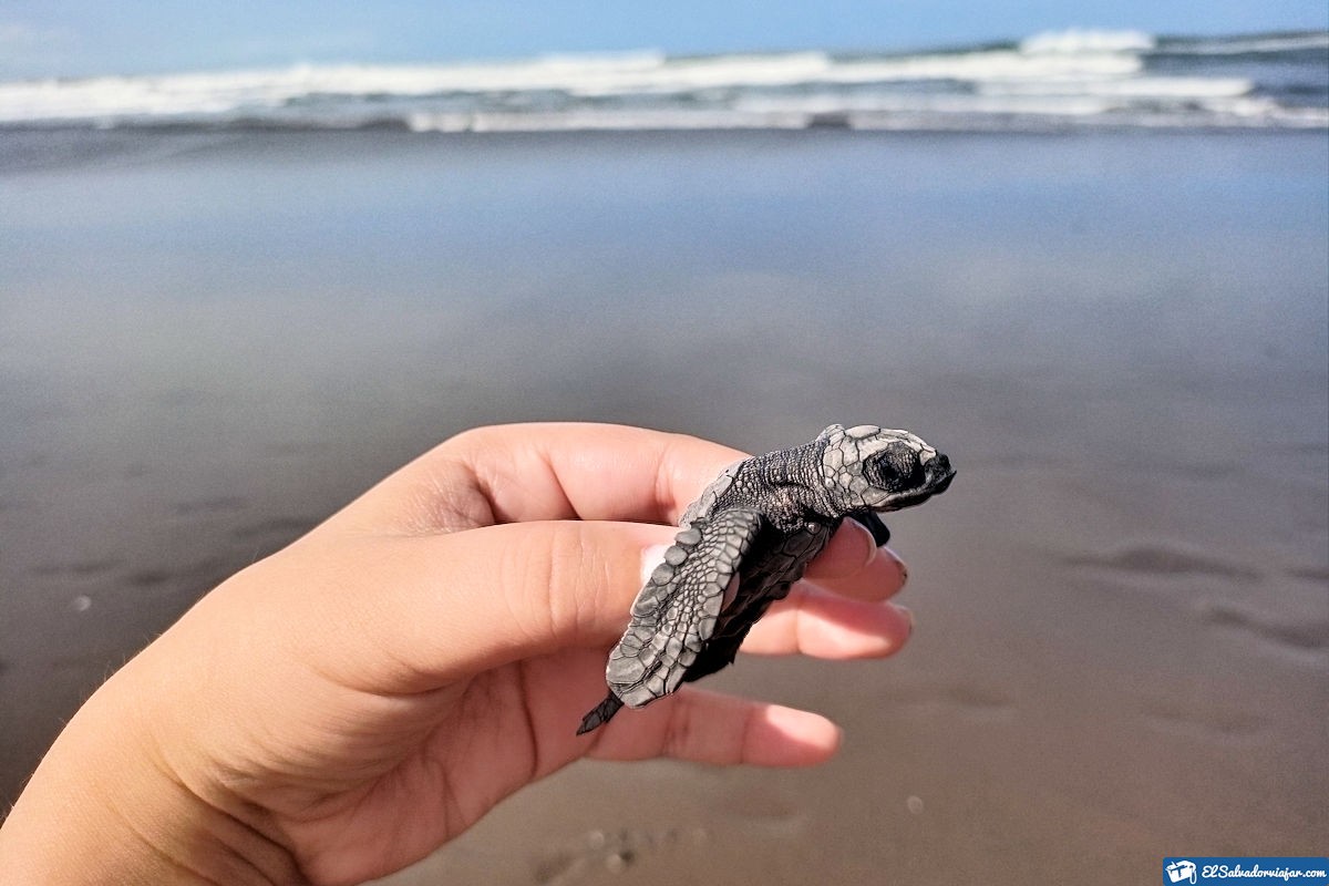 Turtle release in San Blas