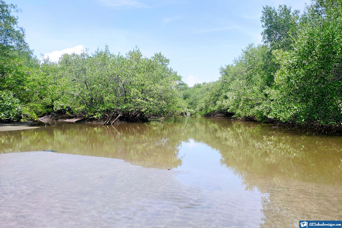 Mangroves on Zacatillo Island