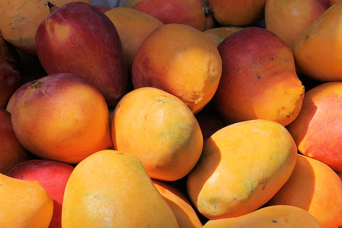 Mangos in Chalatenango