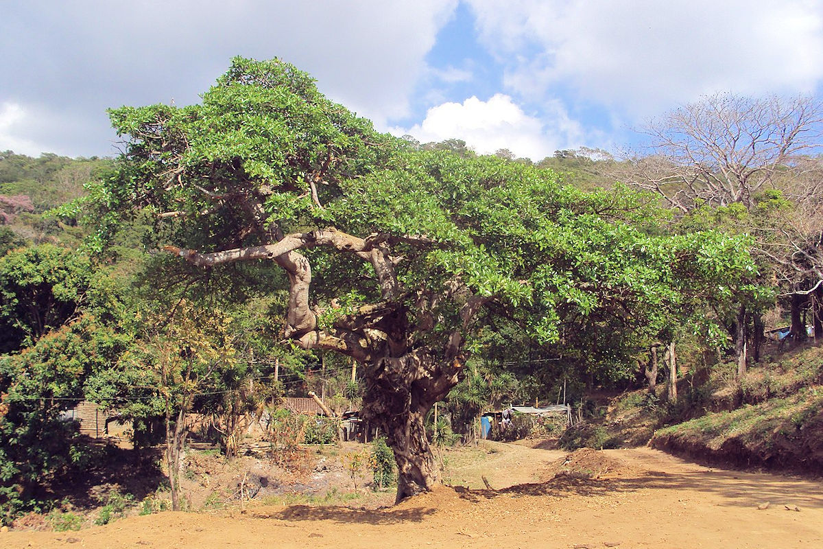 Amate tree in Comasagua
