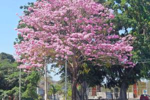 El Salvador The Izote Flower