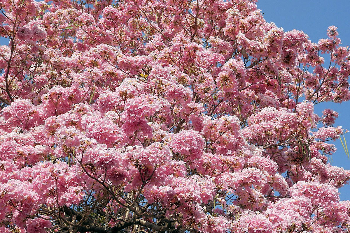 national-tree-of-el-salvador-maquilishuat-and-balsamo