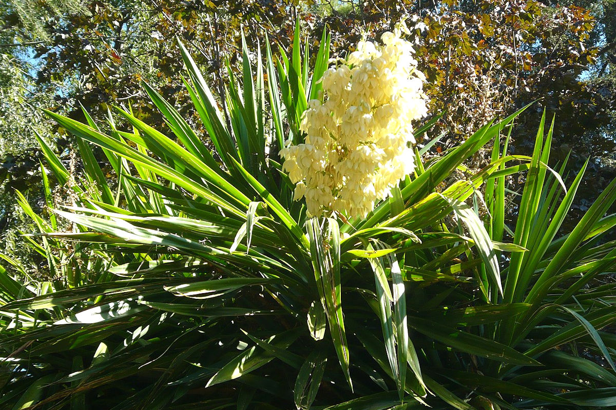 El Salvador The Izote Flower