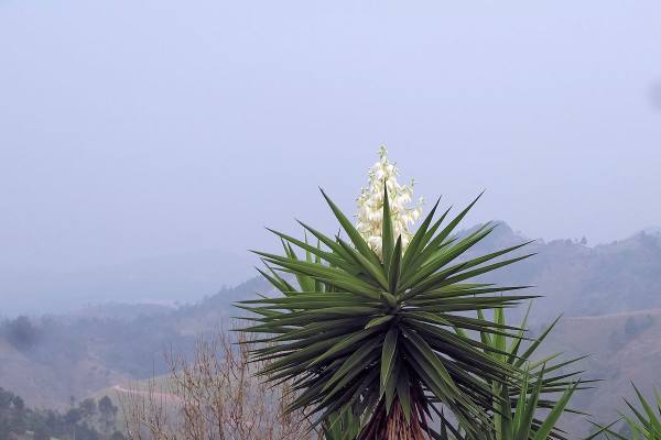 NATIONAL FLOWER OF EL SALVADOR » The Izote flower. – El Salvador Travel