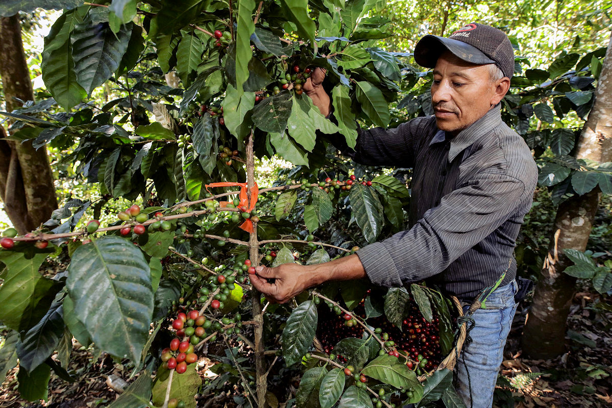 Salvadoran Coffee Harvest