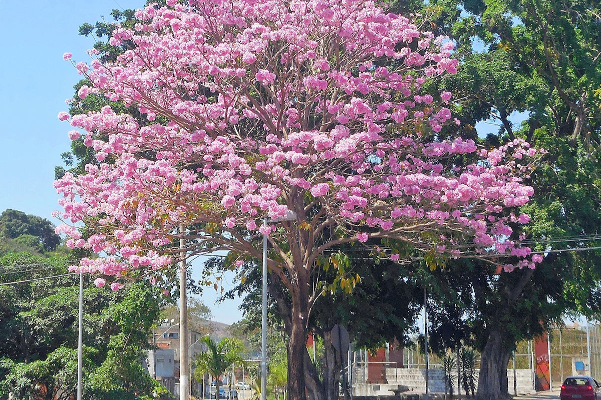 Árbol Nacional de El Salvador